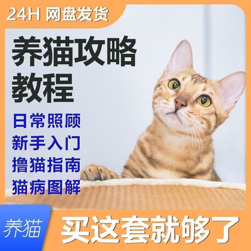 养猫攻略教程